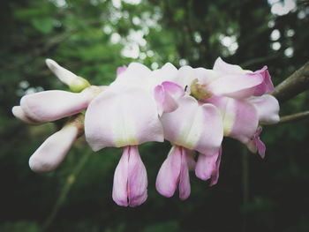 Close-up of pink flowers