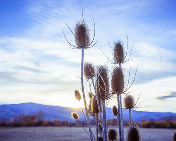 Close-up of thistle on plant against sky