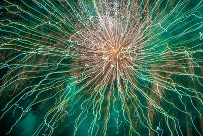 Low angle view of firework display at night