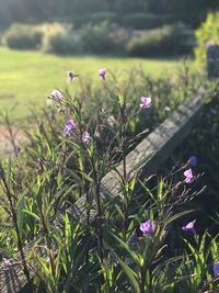 Close-up of purple crocus flowers blooming on field