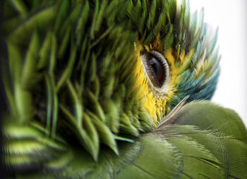 Close-up of bird