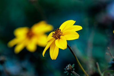 Close-up of bee pollinating on flower