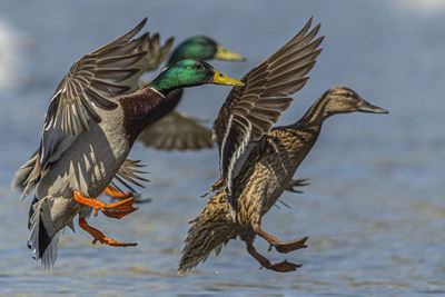 Birds flying over the lake