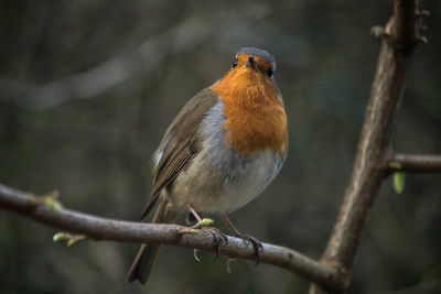 Close-up of bird perching outdoors