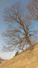 Bare tree on field against sky