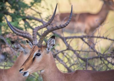 Portrait of deer