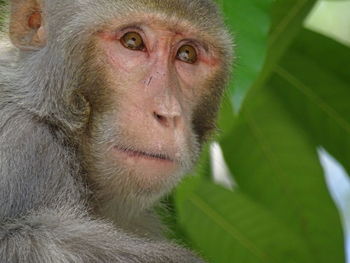 Portrait of monkey