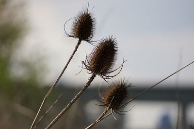 Close-up of dandelion