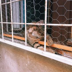 Cat in cage