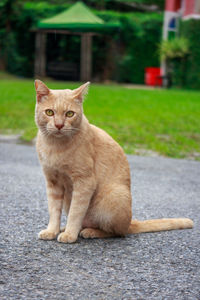 Portrait of cat sitting on road