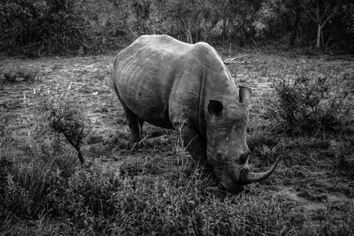 Rhinoceros grazing on field