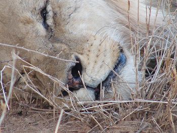 Close-up of an animal