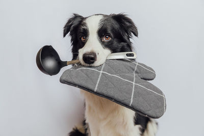 Portrait of dog against white background