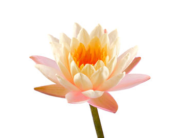 Close-up of pink flower against white background