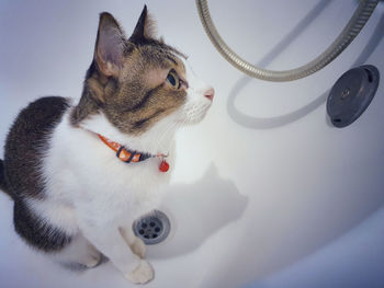 High angle view of a cat looking away