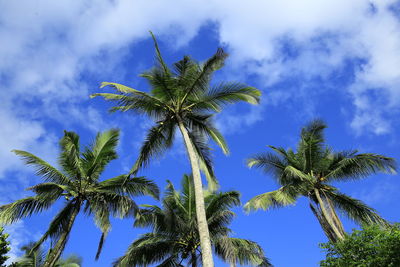 Low angle view of coconut palm tree against sky