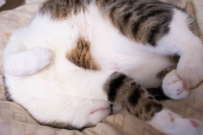 Close-up of cat sleeping