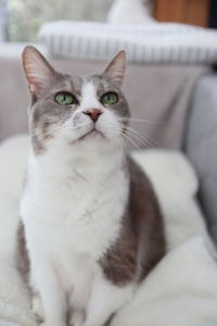 Close-up portrait of a cat