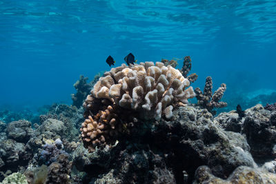 Coral outcrop with tropical fish off the coast of moorea, french polynesia