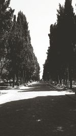 Trees against clear sky during winter