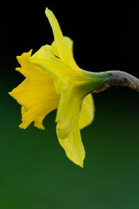 Close-up of yellow flower against black background