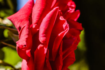 Close-up of red rose