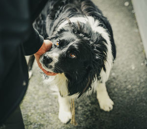 High angle view of black dog standing on hand