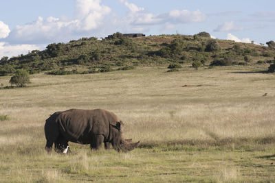 Rhinoceros on grassy field against sky