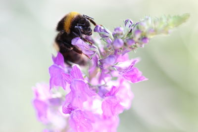 Close-up of bee pollinating on pink flower