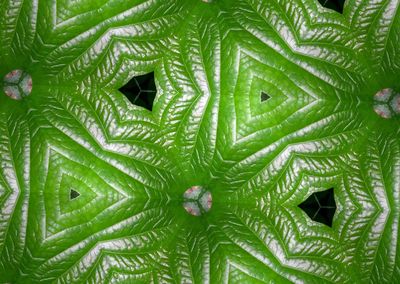 Full frame shot of green leaf