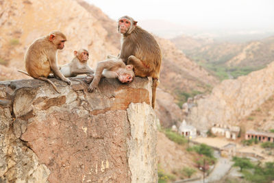 Monkeys sitting on retaining wall at temple