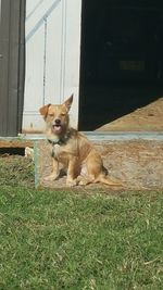 Portrait of dog on grass