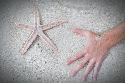 Close-up of starfish and hand on sand