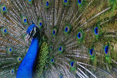 Close-up of peacock