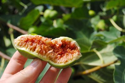 Woman's hand holding fig