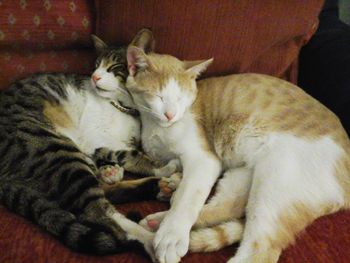 Cat sleeping on sofa