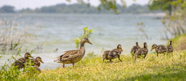 Momma mallard suzy guiding her large brood of ducklings to join daddy drake  hidden in the weeds