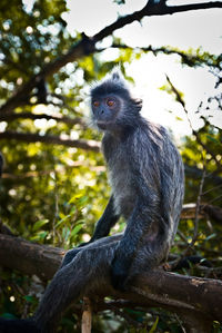 Close-up of monkey sitting on tree