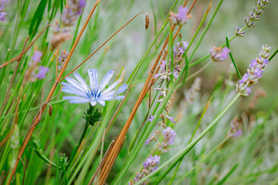 Close-up of purple flowering plants on field