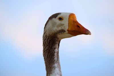 Close-up of a bird