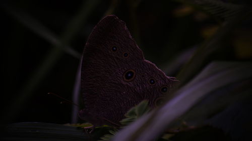 Close-up of a butterfly