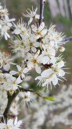 Close-up of white cherry blossom tree