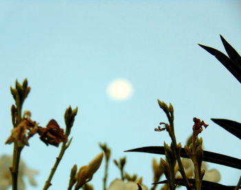 Low angle view of plants against sky