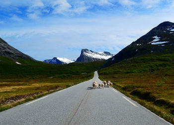 Rear view of animals on country road against mountains and sky