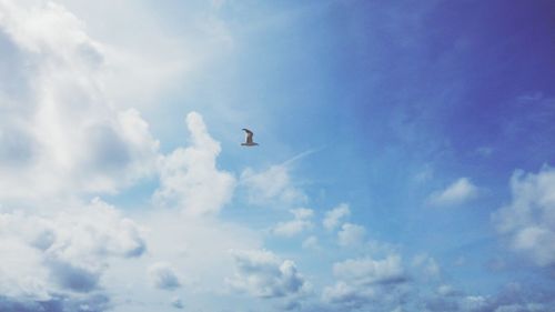 Low angle view of bird flying in sky