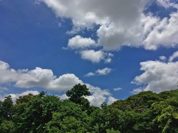 Low angle view of trees against blue sky