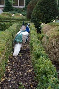 Bird on grass