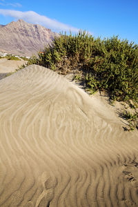 Plants growing on sand at beach against sky