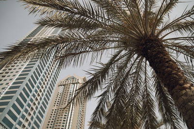 Low angle view of palm tree against sky