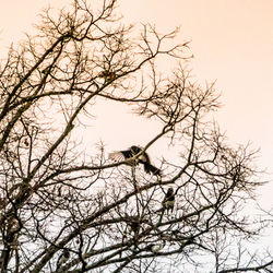 Low angle view of bird perching on bare tree against sky